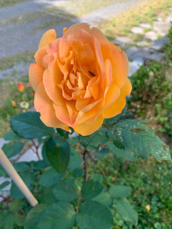 Green Oaks B&B 나이아가라온더레이크 외부 사진